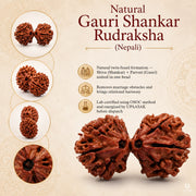 Gauri Shankar Rudraksha (Nepali) with X-Ray Certificate thumbnail 4