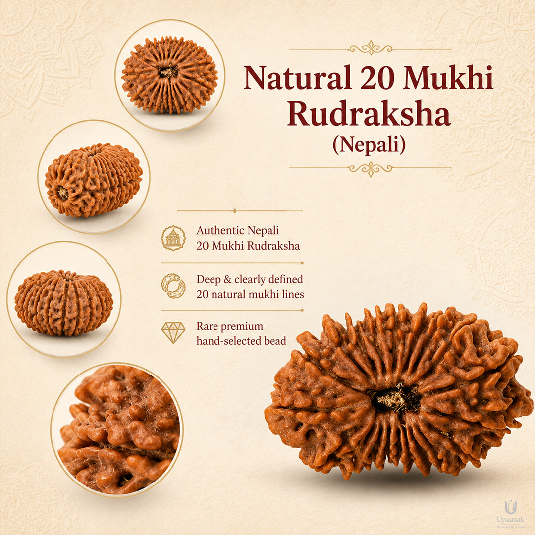 20 Mukhi Rudraksha (Nepali) with X-Ray Certificate