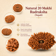 20 Mukhi Rudraksha (Nepali) with X-Ray Certificate thumbnail 4