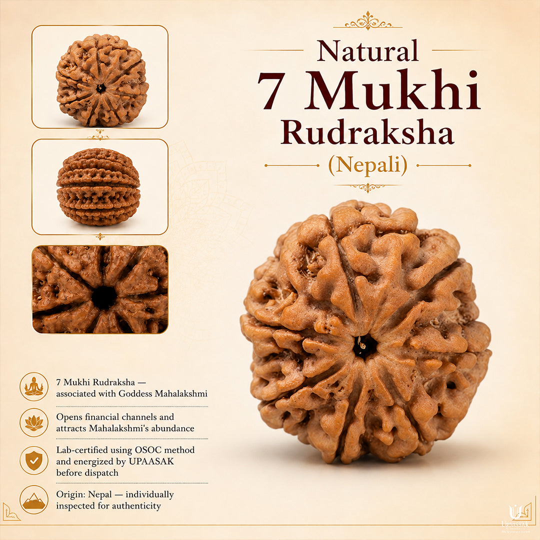 Natural 7 Mukhi Rudraksha (Nepali)