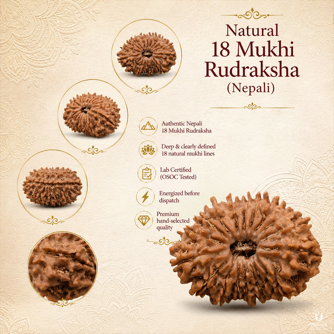 18 Mukhi Rudraksha (Nepali) with X-Ray Certificate