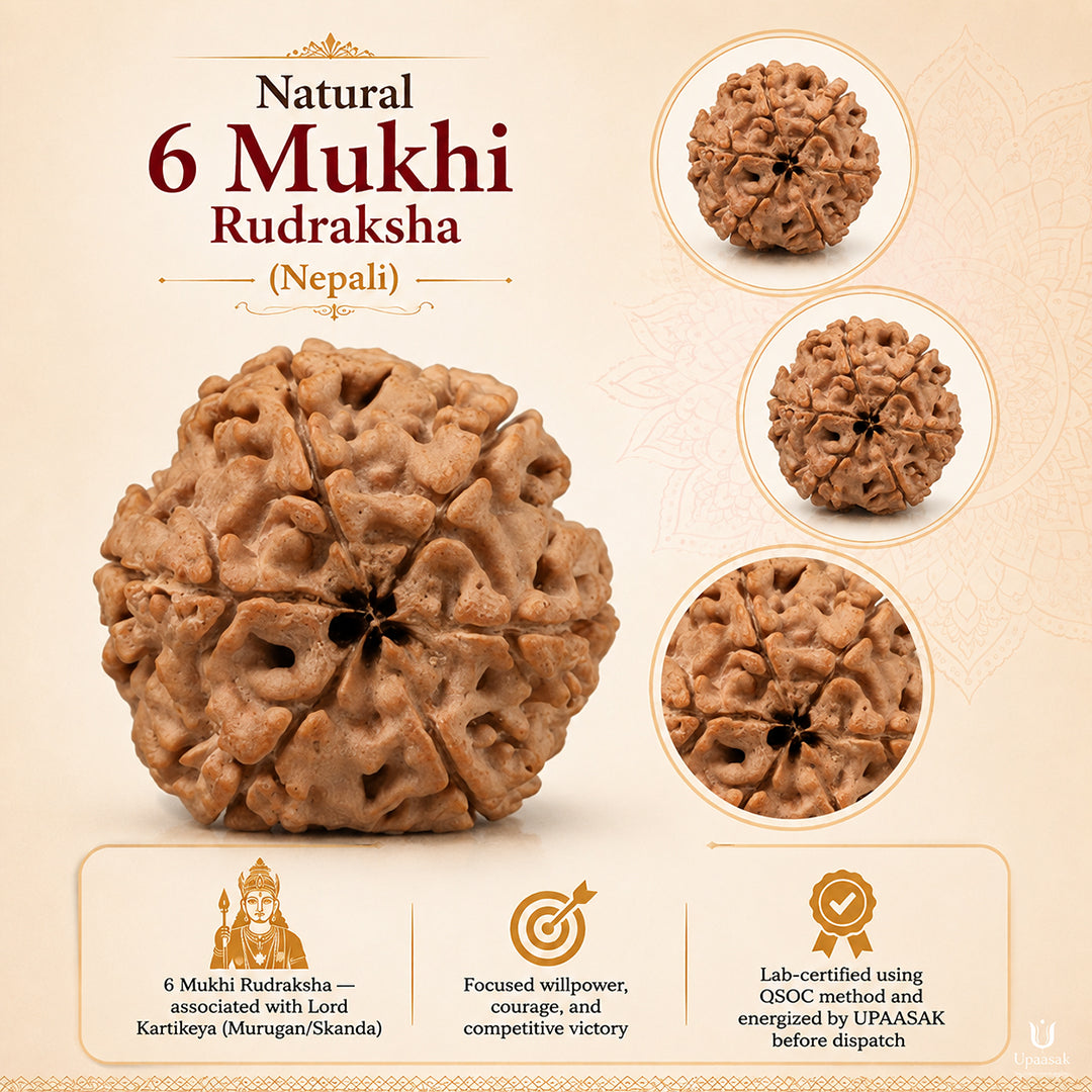 Natural 6 Mukhi Rudraksha (Nepali)