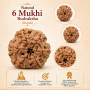 Natural 6 Mukhi Rudraksha (Nepali) thumbnail 4