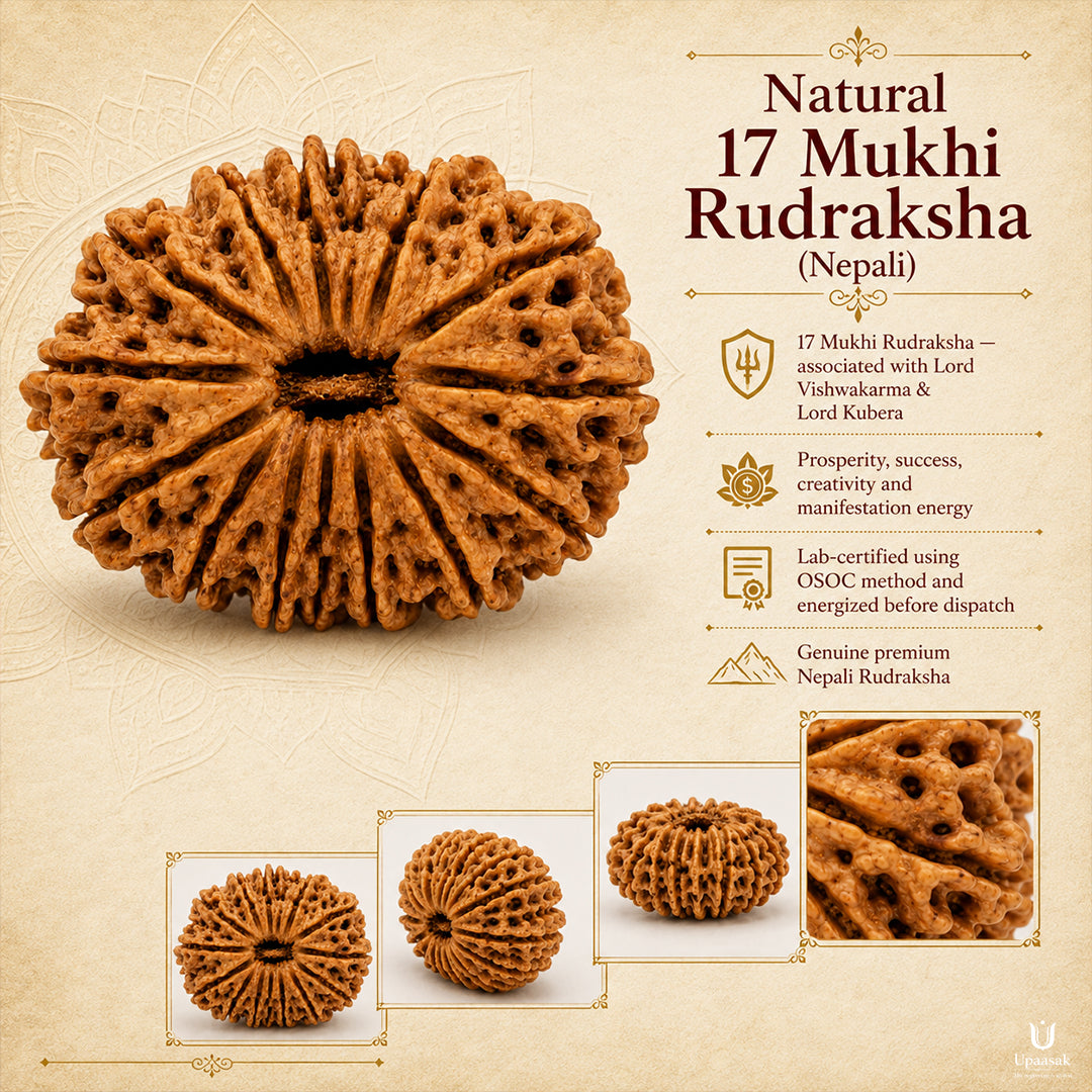 17 Mukhi Rudraksha (Nepali) with X-Ray Certificate