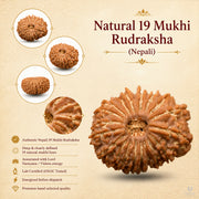 19 Mukhi Rudraksha (Nepali) with X-Ray Certificate thumbnail 4