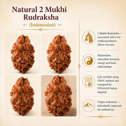 Natural 2 Mukhi Rudraksha (Indonesian) thumbnail 4
