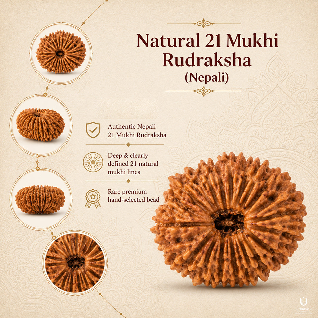 21 Mukhi Rudraksha (Nepali) with X-Ray Certificate