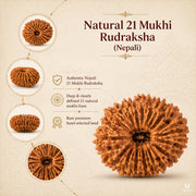 21 Mukhi Rudraksha (Nepali) with X-Ray Certificate thumbnail 4