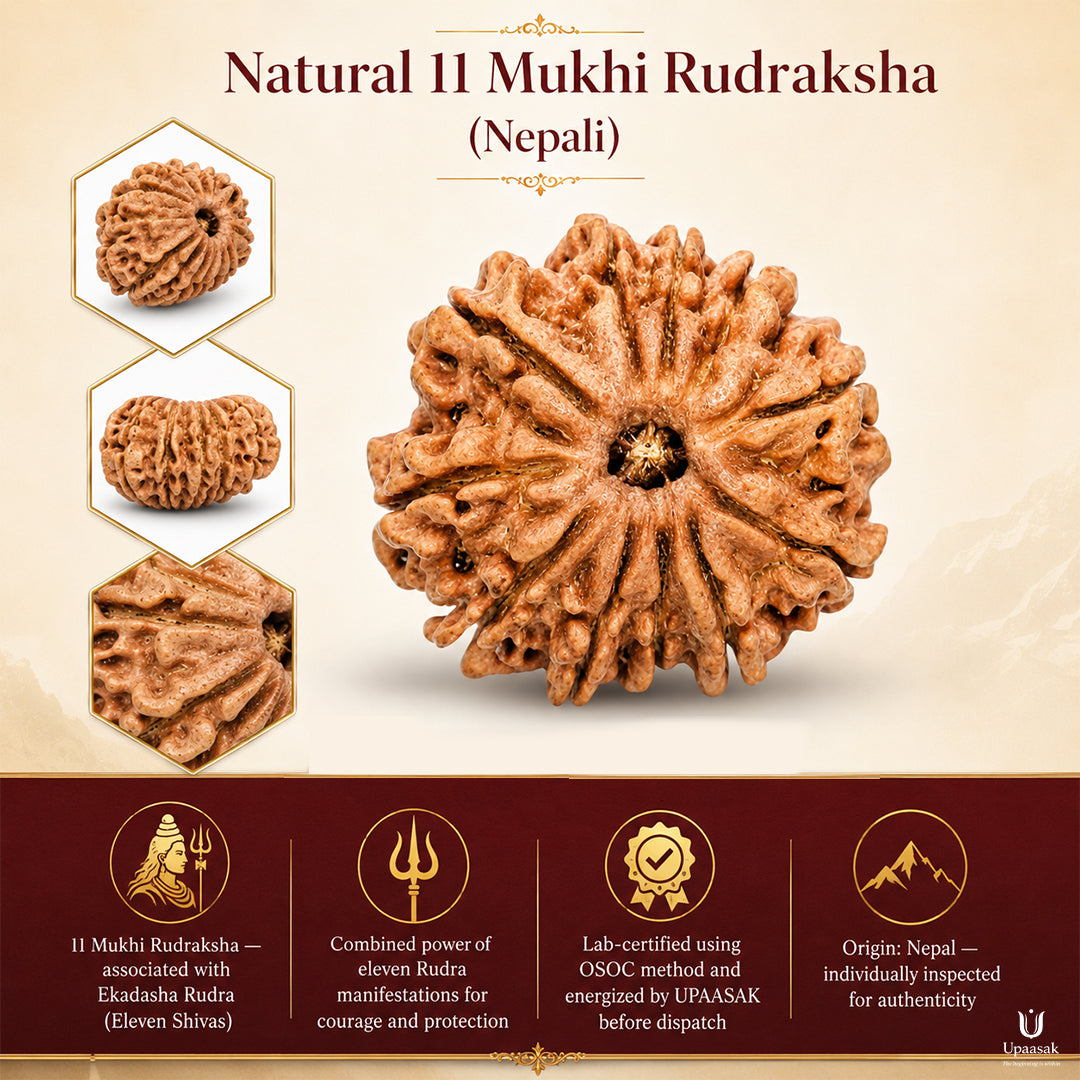 11 Mukhi Rudraksha (Nepali) with X-Ray Certificate