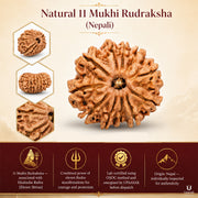 11 Mukhi Rudraksha (Nepali) with X-Ray Certificate thumbnail 4