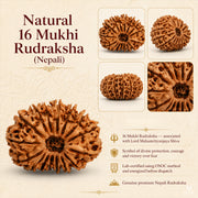 16 Mukhi Rudraksha (Nepali) with X-Ray Certificate thumbnail 4