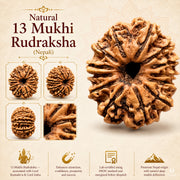 13 Mukhi Rudraksha (Nepali) with X-Ray Certificate thumbnail 4