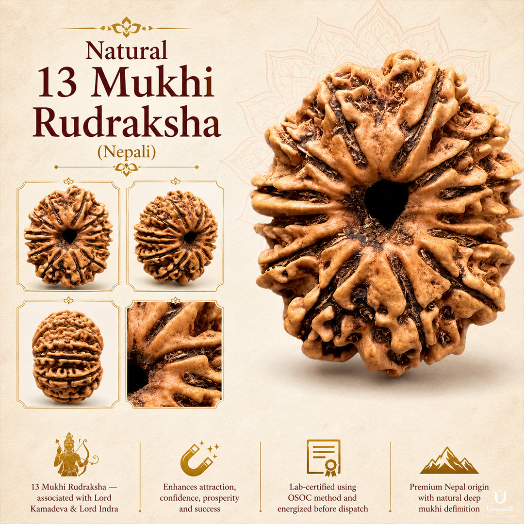 13 Mukhi Rudraksha (Nepali) with X-Ray Certificate