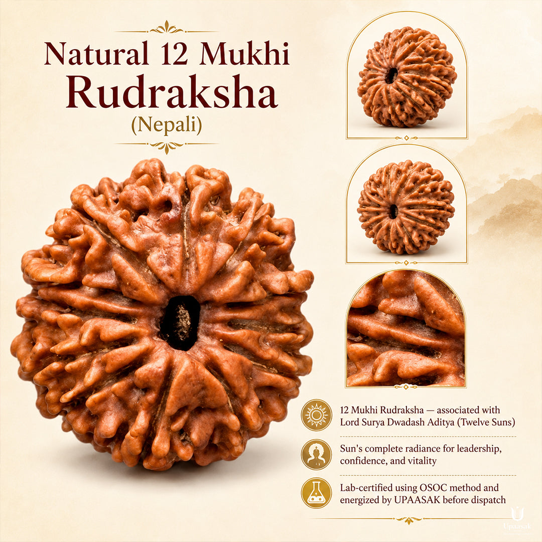 Natural 12 Mukhi Rudraksha (Nepali)