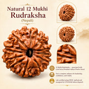 Natural 12 Mukhi Rudraksha (Nepali) thumbnail 4