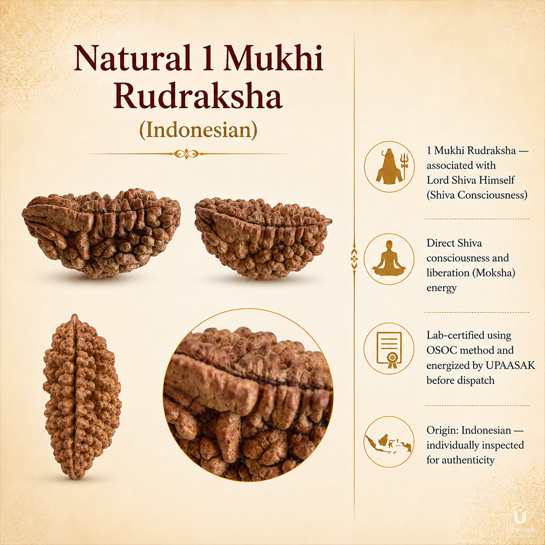 Natural 1 Mukhi Rudraksha (Indonesian)