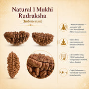 Natural 1 Mukhi Rudraksha (Indonesian) thumbnail 4