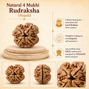 Natural 4 Mukhi Rudraksha (Nepali) thumbnail 4