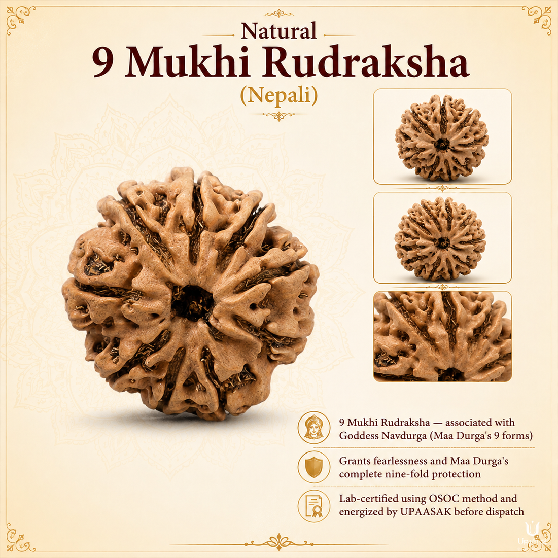 Natural 9 Mukhi Rudraksha (Nepali)