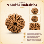 Natural 9 Mukhi Rudraksha (Nepali) thumbnail 4