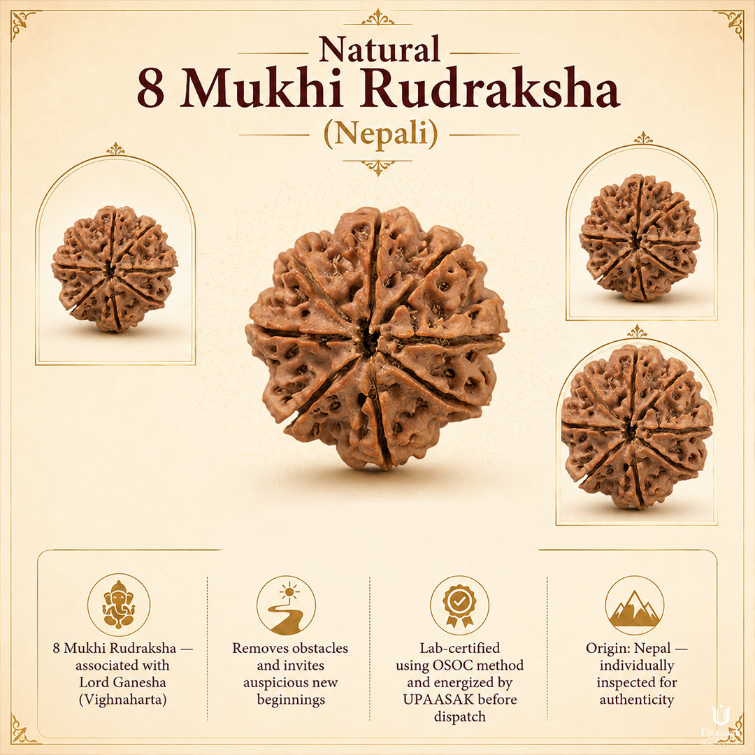 Natural 8 Mukhi Rudraksha (Nepali)