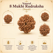 Natural 8 Mukhi Rudraksha (Nepali) thumbnail 4