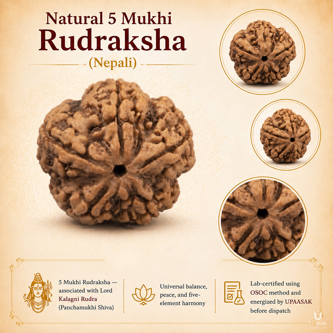 Natural 5 Mukhi Rudraksha (Nepali)