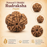 Natural 5 Mukhi Rudraksha (Nepali) thumbnail 4