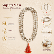 Vajanti Mala - Sacred Vishnu Ji Seeds thumbnail 5