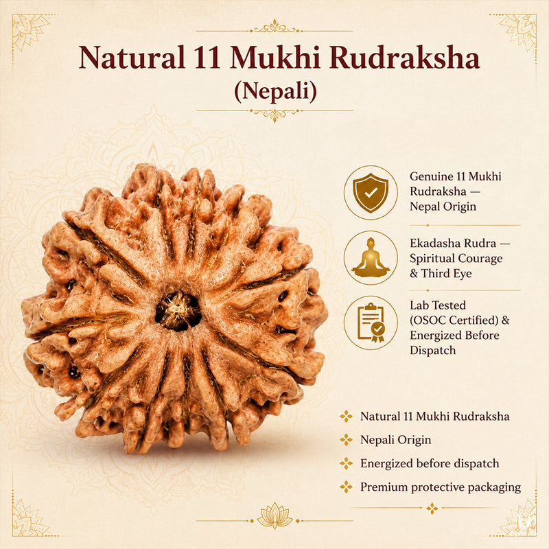 11 Mukhi Rudraksha (Nepali) with X-Ray Certificate