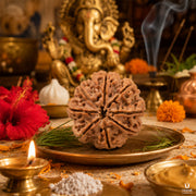 Natural 8 Mukhi Rudraksha (Nepali) thumbnail 5