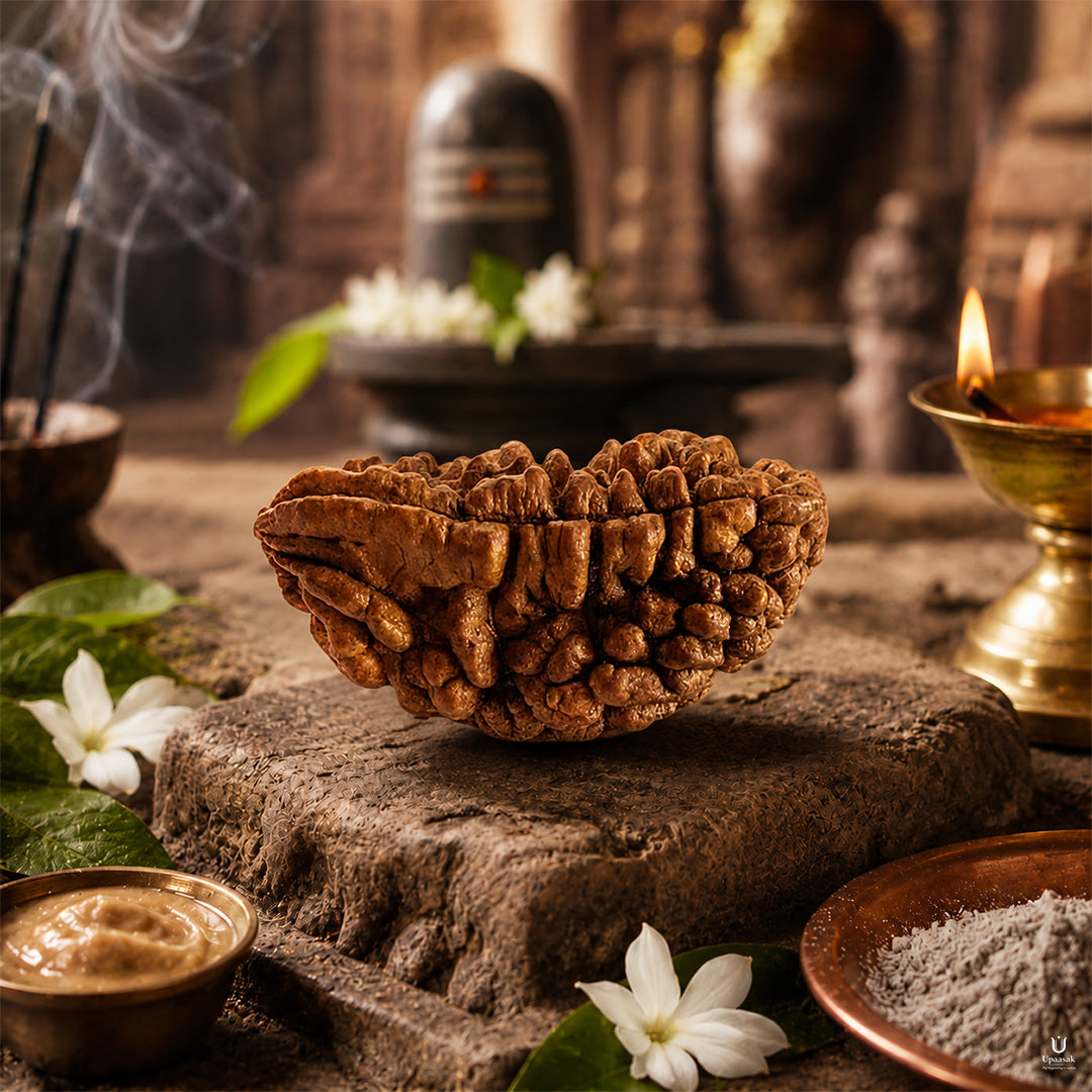 Natural 1 Mukhi Rudraksha (Indonesian)