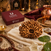 16 Mukhi Rudraksha (Nepali) with X-Ray Certificate thumbnail 6
