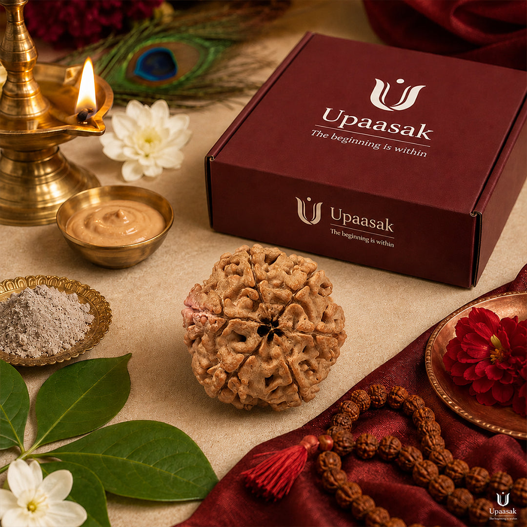 Natural 6 Mukhi Rudraksha (Nepali)
