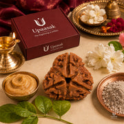 Natural 3 Mukhi Rudraksha (Nepali) thumbnail 7