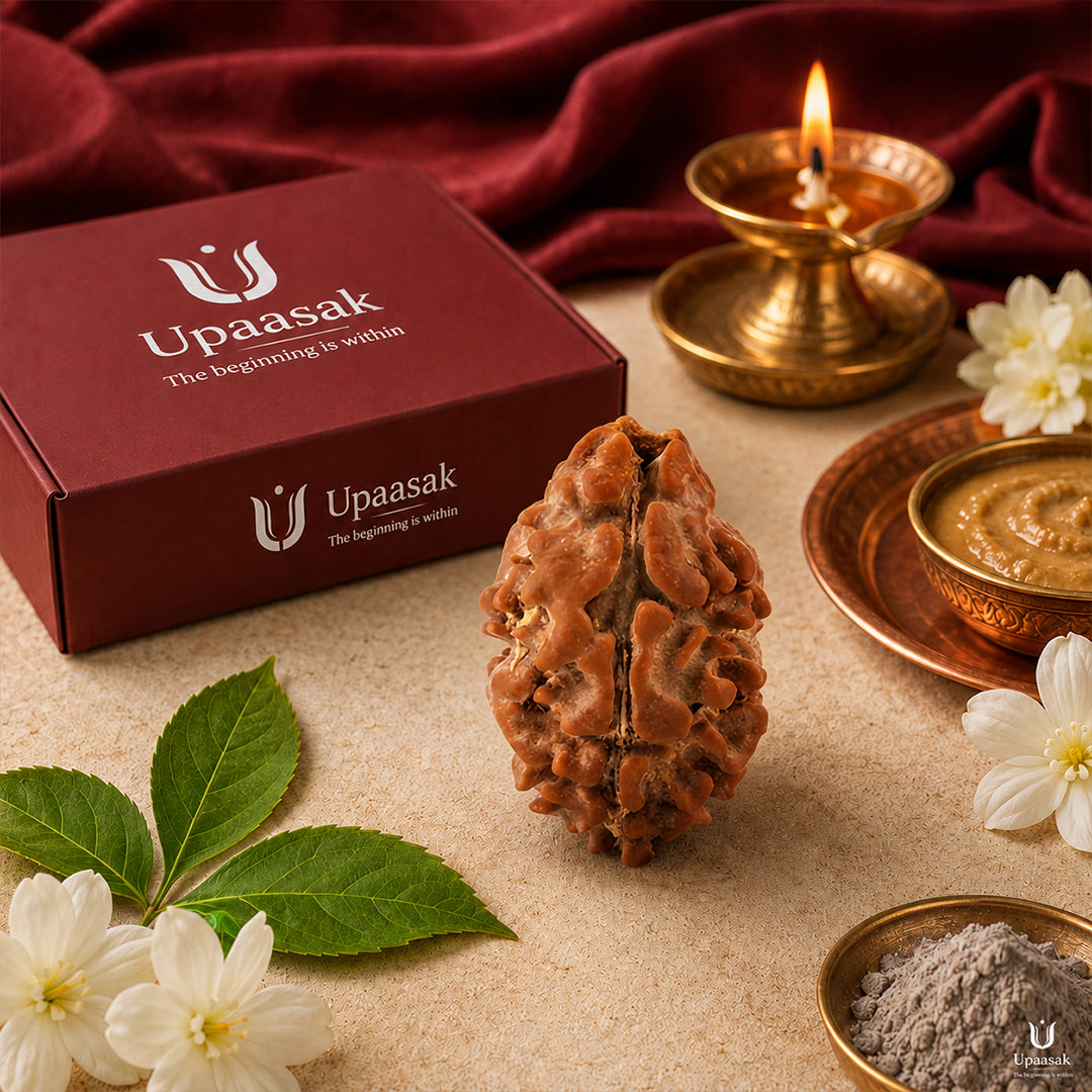 Natural 2 Mukhi Rudraksha (Indonesian)