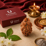 Natural 2 Mukhi Rudraksha (Indonesian) thumbnail 7