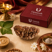 Natural 1 Mukhi Rudraksha (Indonesian) thumbnail 7