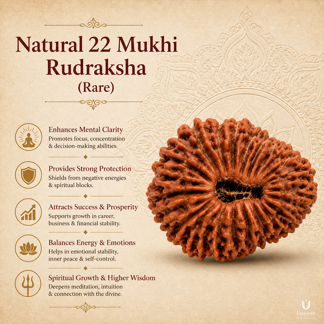 22 to 27 Mukhi Rudraksha (Rare) with X-Ray Certificate