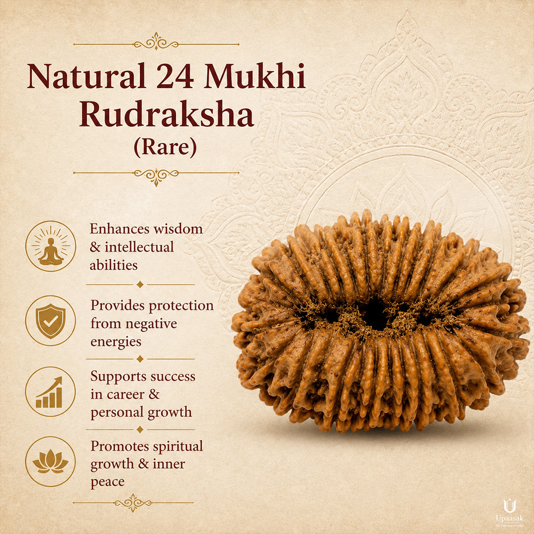 22 to 27 Mukhi Rudraksha (Rare) with X-Ray Certificate