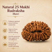 22 to 27 Mukhi Rudraksha (Rare) with X-Ray Certificate thumbnail 4