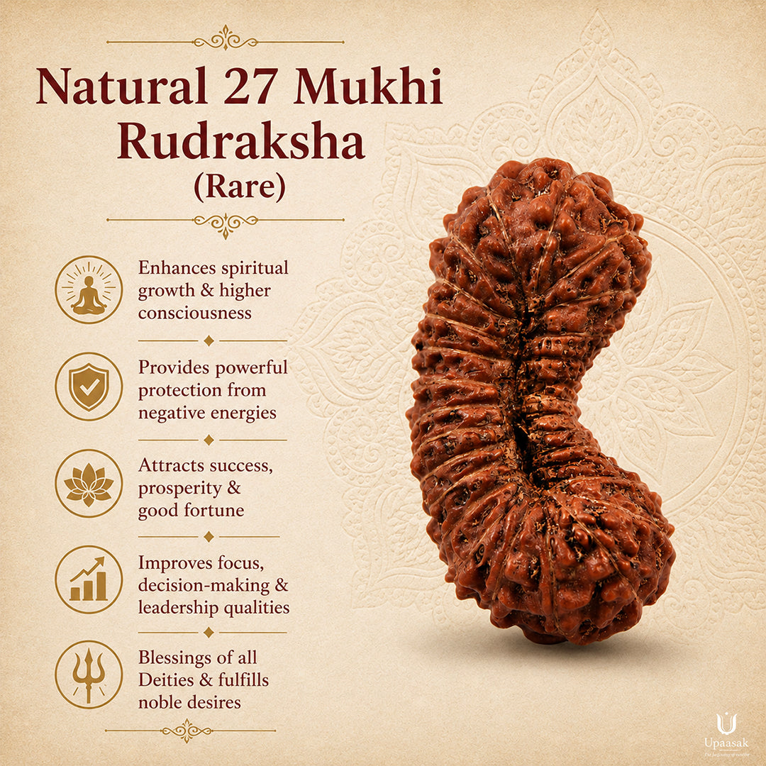 22 to 27 Mukhi Rudraksha (Rare) with X-Ray Certificate