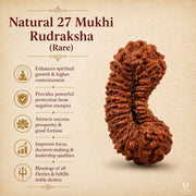 22 to 27 Mukhi Rudraksha (Rare) with X-Ray Certificate thumbnail 6