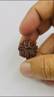 Natural 7 Mukhi Rudraksha (Nepali) video thumbnail 2