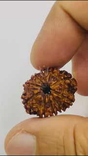 10 Mukhi Rudraksha (Nepali) with X-Ray Certificate video thumbnail 2
